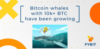 Bitcoin whales with 10k+ BTC have been growing